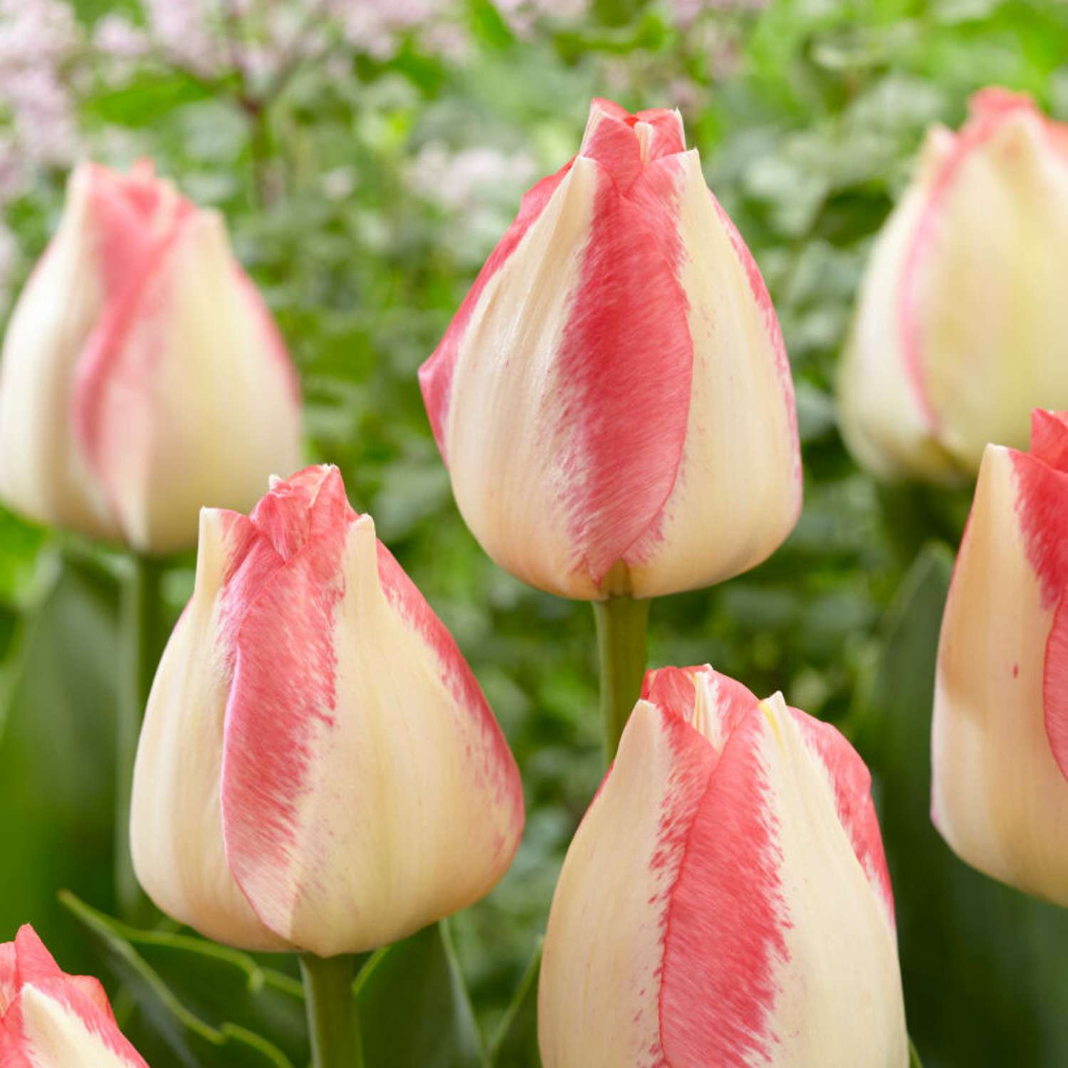 Tulpe 'Spryng Sunrise'